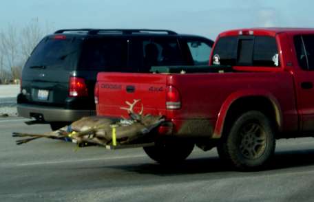 Red pick up truck with Deer